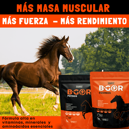 Bgor Equinos y Potros