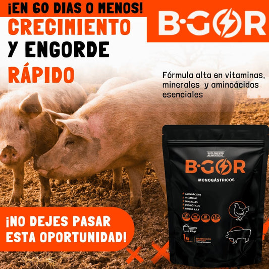 Bgor para Cerdos y Aves